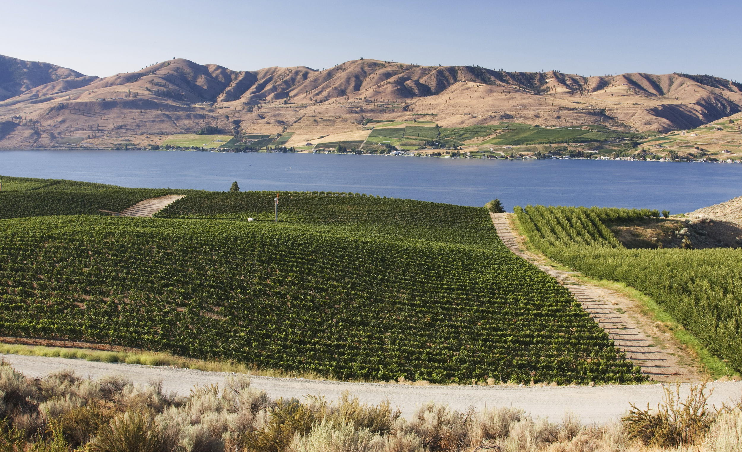 Summer Vineyard (2) Lake Chelan Real Estate